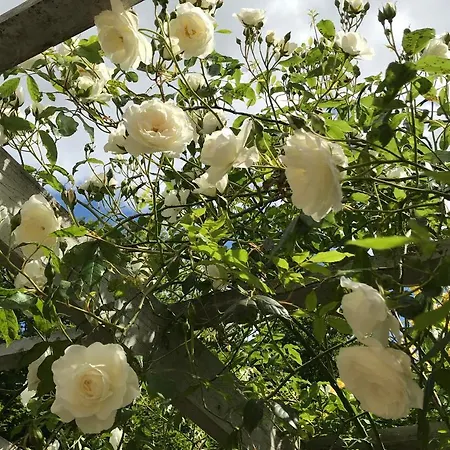 Apartament Hus Ved Skov Ejby (Middelfart)