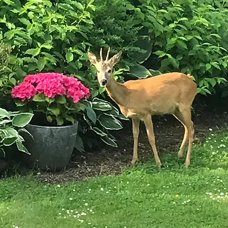 Apartament Hus Ved Skov *